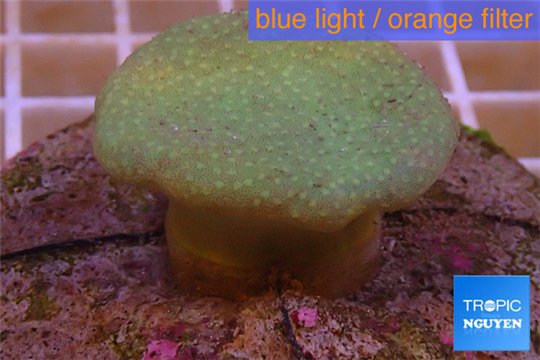 Sarcophyton long polyps 6-9 cm WYSIWYG acclimaté