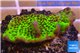 Montipora green & purple polyps 3-4 cm WYSIWYG acclimaté