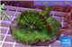 Rhodactis green big leaf 3 polyps WYSIWYG acclimaté