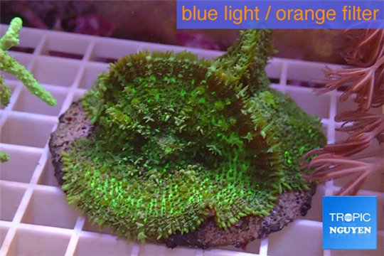 Rhodactis green big leaf 3 polyps WYSIWYG acclimaté
