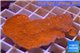 Montipora capricornis red 4-6 cm WYSIWYG acclimaté