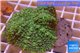 Rhodactis green big leaf 5-6 cm WYSIWYG acclimaté