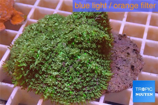 Rhodactis green big leaf 5-6 cm WYSIWYG acclimaté