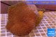 Sarcophyton long polyps 7-12 cm WYSIWYG acclimaté