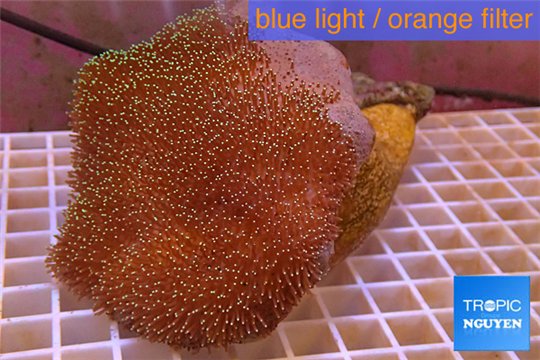 Sarcophyton long polyps 7-12 cm WYSIWYG acclimaté
