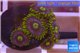 Zoanthus neon green magician blue 5-8 polyps WYSIWYG acclimaté