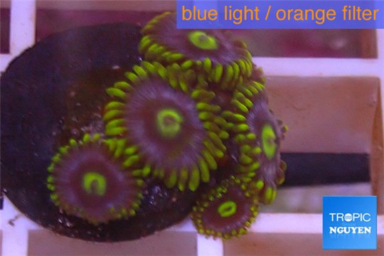 Zoanthus neon green magician blue 5-8 polyps WYSIWYG acclimaté