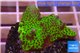 Montipora green & purple polyps 3-4 cm WYSIWYG acclimaté