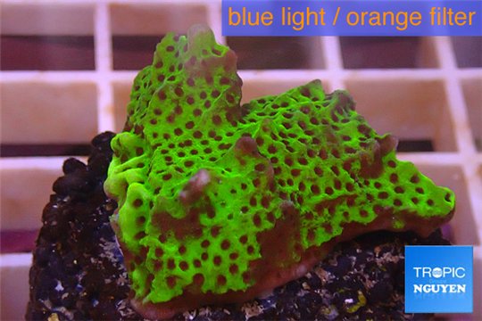 Montipora green & purple polyps 3-4 cm WYSIWYG acclimaté