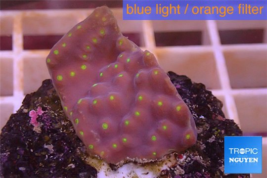 Turbinaria reniformis yellow polyps 2-3 cm WYSIWYG acclimaté