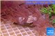 Xenia long polyps 6-8 cm WYSIWYG acclimaté