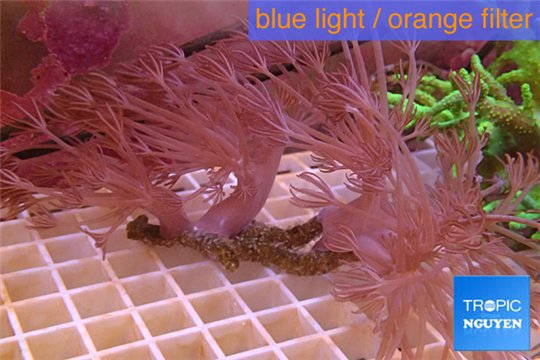 Xenia long polyps 6-8 cm WYSIWYG acclimaté