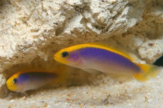 Pseudochromis flavivertex élevage 1,5-2,5 cm