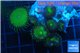 Palythoa neon green 3-5 cm WYSIWYG acclimaté
