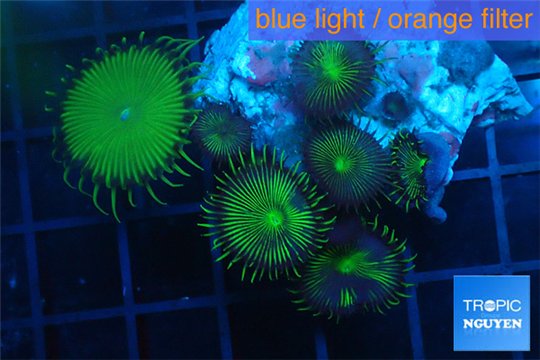 Palythoa neon green 3-5 cm WYSIWYG acclimaté