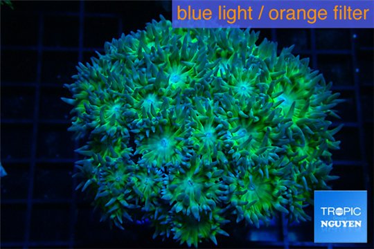 Duncanopsammia green 7-10 cm WYSIWYG acclimaté