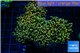 Euphyllia paradivisa orange 8-14 cm WYSIWYG acclimaté