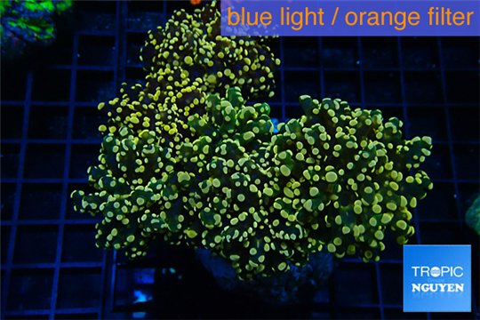Euphyllia paradivisa orange 8-14 cm WYSIWYG acclimaté