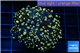 Euphyllia paradivisa orange 4-6 cm WYSIWYG acclimaté
