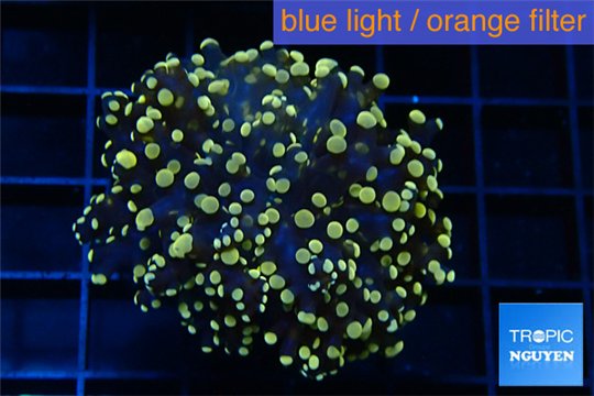 Euphyllia paradivisa orange 4-6 cm WYSIWYG acclimaté