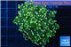 Euphyllia paradivisa orange 4-6 cm WYSIWYG acclimaté