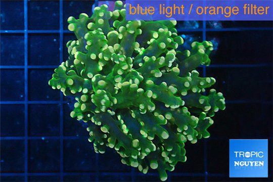 Euphyllia paradivisa orange 4-6 cm WYSIWYG acclimaté