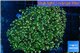 Euphyllia paradivisa orange 8-14 cm WYSIWYG acclimaté