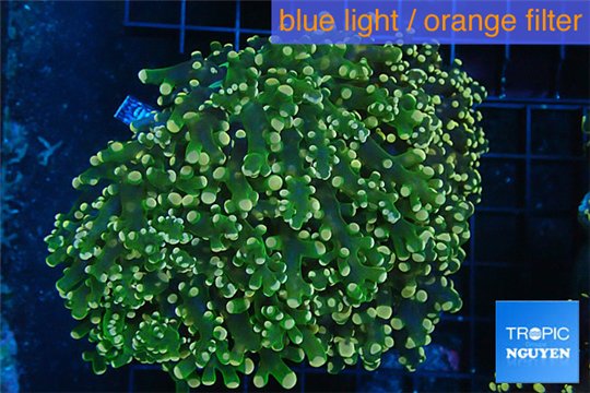 Euphyllia paradivisa orange 8-14 cm WYSIWYG acclimaté