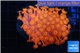 Goniopora red 4-7 cm WYSIWYG acclimaté