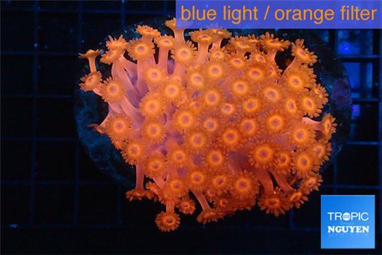 Goniopora red 4-7 cm WYSIWYG acclimaté