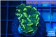 Euphyllia paraancora gold 2-4 cm WYSIWYG acclimaté