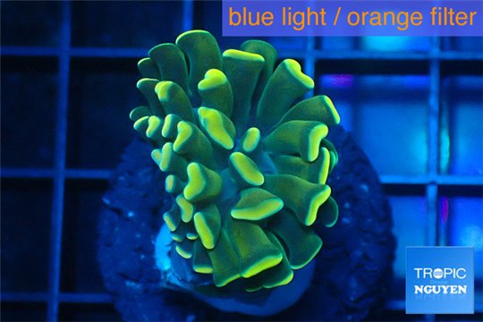 Euphyllia paraancora gold 2-4 cm WYSIWYG acclimaté
