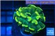 Euphyllia paraancora gold 2-4 cm WYSIWYG acclimaté