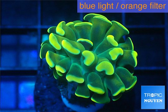 Euphyllia paraancora gold 2-4 cm WYSIWYG acclimaté
