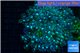 Goniopora green blue 6-9 cm WYSIWYG acclimaté