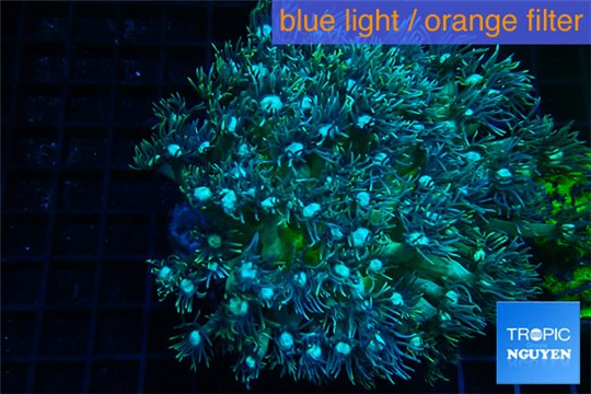 Goniopora green blue 6-9 cm WYSIWYG acclimaté