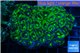 Acanthastrea lordhowensis green 7-10 cm WYSIWYG acclimaté