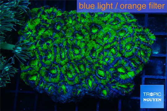 Acanthastrea lordhowensis green 7-10 cm WYSIWYG acclimaté