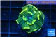 Euphyllia paraancora gold 2-4 cm WYSIWYG acclimaté