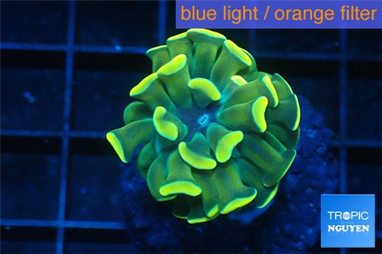 Euphyllia paraancora gold 2-4 cm WYSIWYG acclimaté