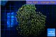 Euphyllia paradivisa orange 8-14 cm WYSIWYG acclimaté