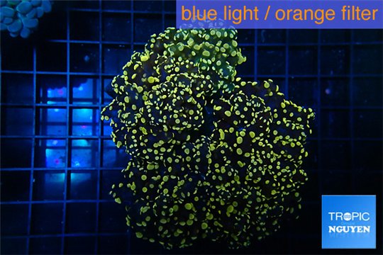 Euphyllia paradivisa orange 8-14 cm WYSIWYG acclimaté