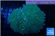 Euphyllia yaeyamaensis green blue 8-14 cm WYSIWYG acclimaté