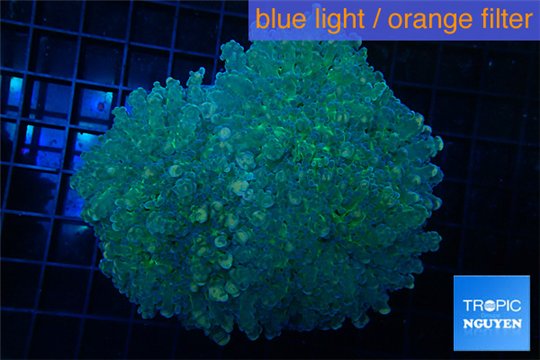 Euphyllia yaeyamaensis green blue 8-14 cm WYSIWYG acclimaté