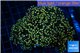 Euphyllia paradivisa orange 8-14 cm WYSIWYG acclimaté