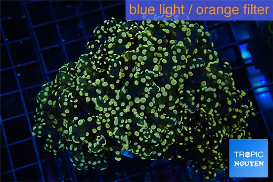 Euphyllia paradivisa orange 8-14 cm WYSIWYG acclimaté