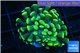 Euphyllia paraancora gold 2-4 cm WYSIWYG acclimaté