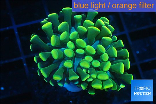 Euphyllia paraancora gold 2-4 cm WYSIWYG acclimaté