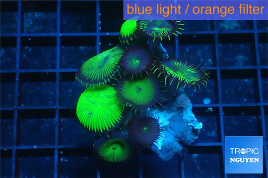 Palythoa neon green 3-5 cm WYSIWYG acclimaté