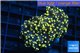 Euphyllia paradivisa orange 4-7 cm WYSIWYG acclimaté